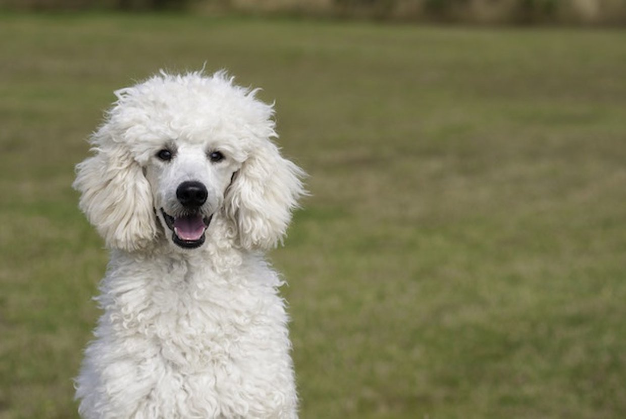 2018%2f03%2f01%2f20%2f13%2f30%2f1a38e9a6 7690 4a57 8b80 eea2cf9ce0d8%2fpoodle
